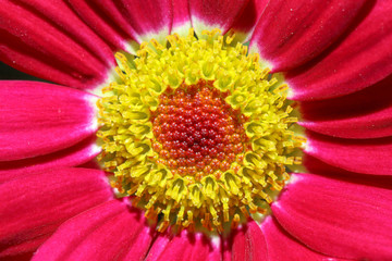 close up of pink daisy flower petals with yellow stamen centre