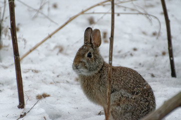 Rabbit in Winter