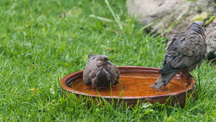 Two pidgeons bathing in a clay pot in the grass