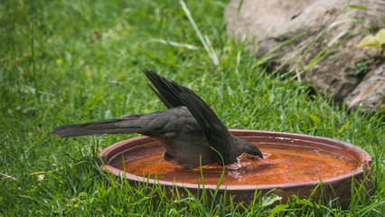 Common black bird, or thrush, bathing in a clay pot in the sun among the grass and looking up