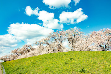 日本の桜と風景