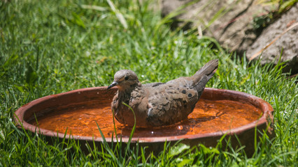 Pidgeon bathing in a clay pot in the grass