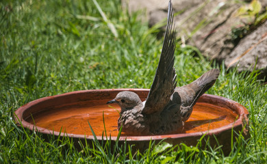 Pidgeon bathing in a clay pot in the grass drying and showing off wing