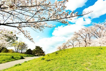 日本の桜と風景