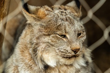 Lynx 