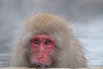 Snow monkey onsen (macaques) in the pool in winter at the snow monkey park, Japan