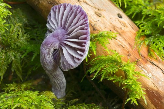 Amethyst deceiver (Laccaria amethystina), Tyrol, Austria, Europe