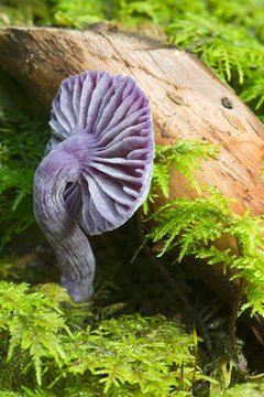 Amethyst deceiver (Laccaria amethystina), Tyrol, Austria, Europe