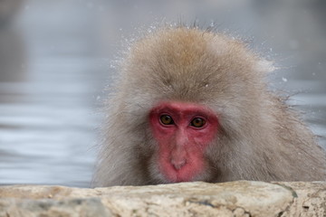 close up snow monkey onsen (macaques) in the pool in winter at the snow monkey park, Japan