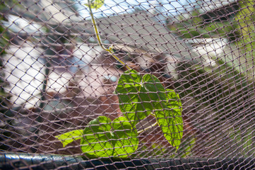Green petals close-up in nature. The onset of summer in nature. close up of the green flower in early spring