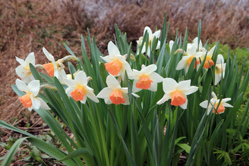 White narcissus on the flower bed