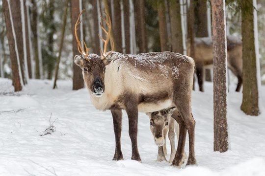 Two reindeer (Rangifer tarandus) in snow, captive, Kivilompolio, near Rovaniemi, Lapland, Finland, Europe