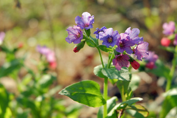 Obraz na płótnie Canvas Wild flowers of lilac color on a sunny day