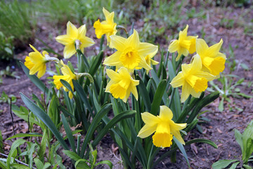 Yellow narcissus on the flower bed