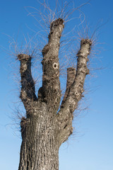 árbol sin hojas
