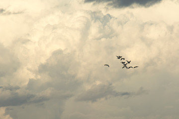 bandada de aves en la tormenta