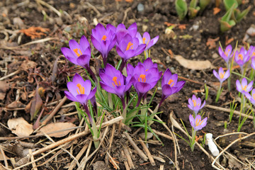 Purple crocuses on the flower bed