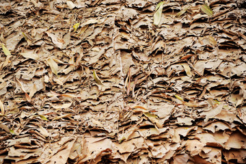 thatched  background