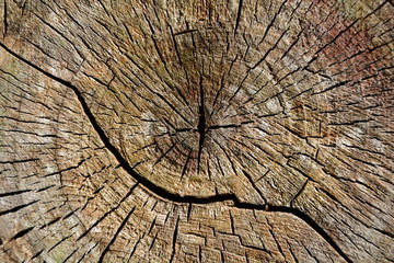 tronco de árbol cortado