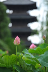 東寺の蓮池に咲く蓮の花です