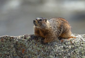 Yellow Bellied Marmot