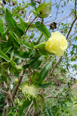 Flowers Of Cotton Plant