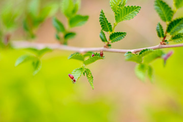 green leaves of tree