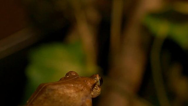 macro of coqui frog in its natural habitat