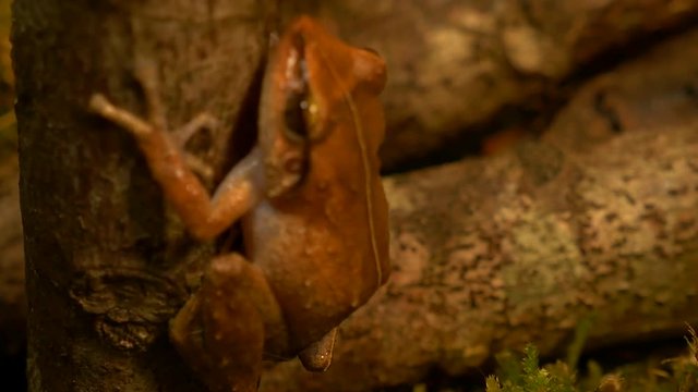 macro of coqui frog in its natural habitat