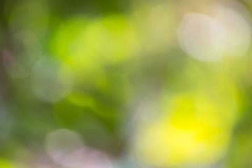 Obraz premium green bokeh of nature