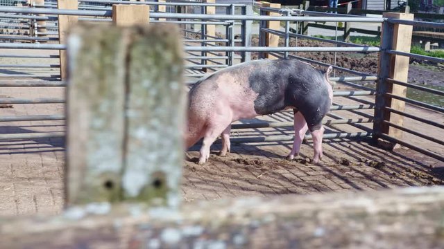 A pig in a farm
