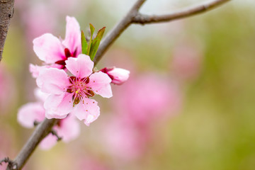 pink flowers of cherry tree