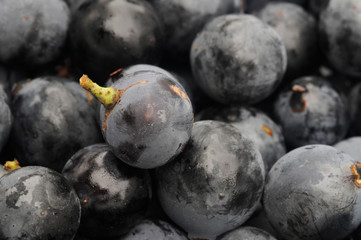 Uva da vino ft3109_0138 Wine grapes