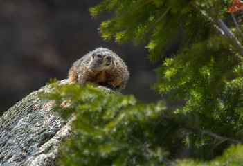 Yellow bellied Marmot