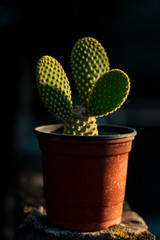 cactus sobre fondo negro iluminado de contra