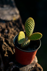 cactus y vista superior de muro de ladrillos