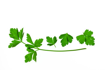 fresh parsley leaves on white background with copy space above
