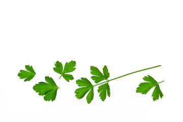 flat leaf parsley leaves on white background with copy space above