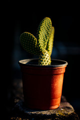 maceta y tronco de cactus en foco