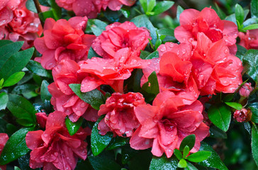 Dark Orange Azaleas with Water Droplets Macro
