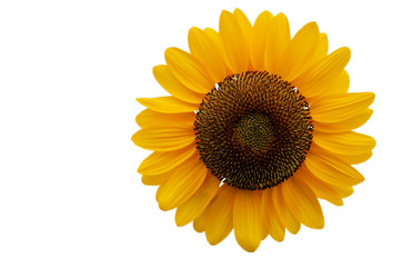 Fototapeta premium Yellow sunflower with white patterned background