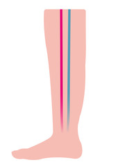 flat leg silhouette illustration ( with artery and vein )