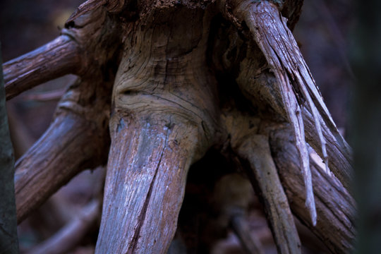 Tree roots