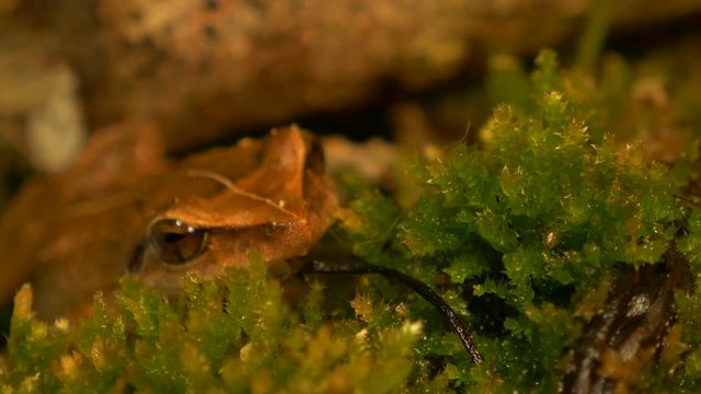 macro close up shot of coqui frog in forest rack focus