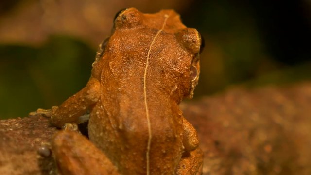 macro close up shot of coqui frog in forest rack focus