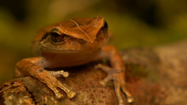macro close up of coqui frog in a forest rack focus!!