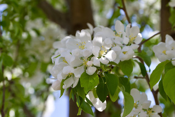 Close-up view of beautiful white crabapple blossoms in full bloom