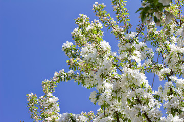 Upward view of beautiful white crabapple blossoms in full bloom