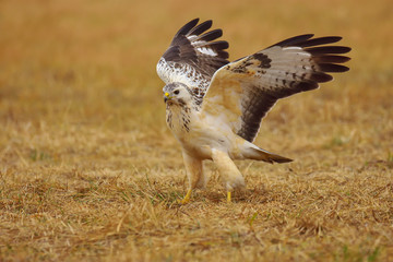 Common buzzard (Buteo buteo) spreading its wings on meadow