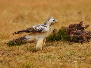 Naklejka na ściany i meble Common buzzard (Buteo buteo) spreading its wings on meadow